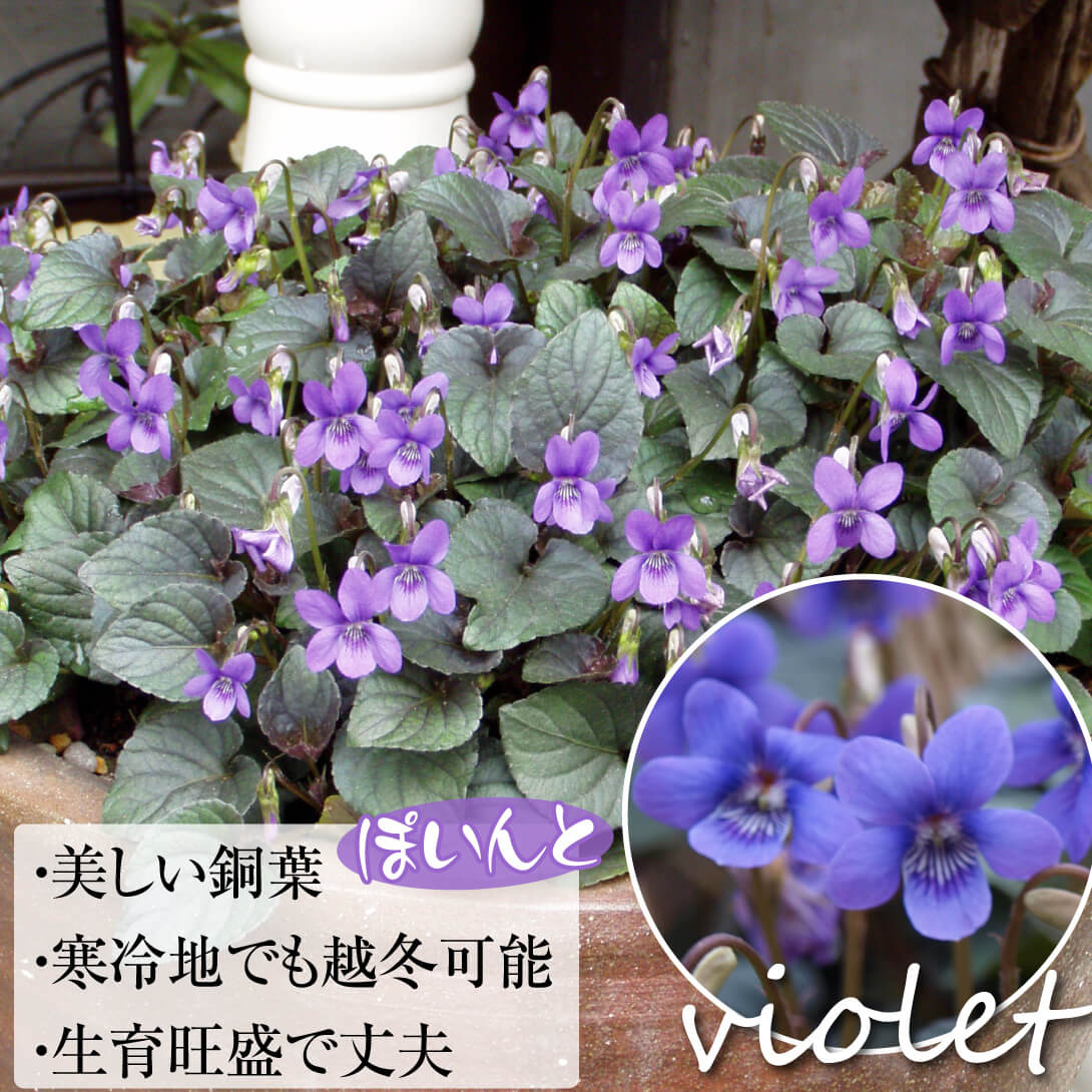 花苗 ラブラドリカ 黒葉すみれ