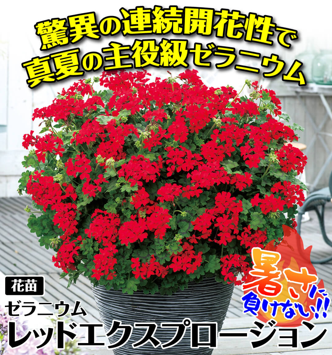 ゼラニウム レッドエクスプロージョン
