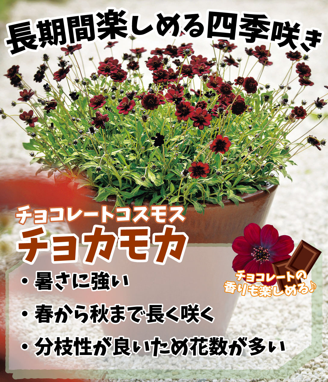 チョコレートコスモス チョカモカ