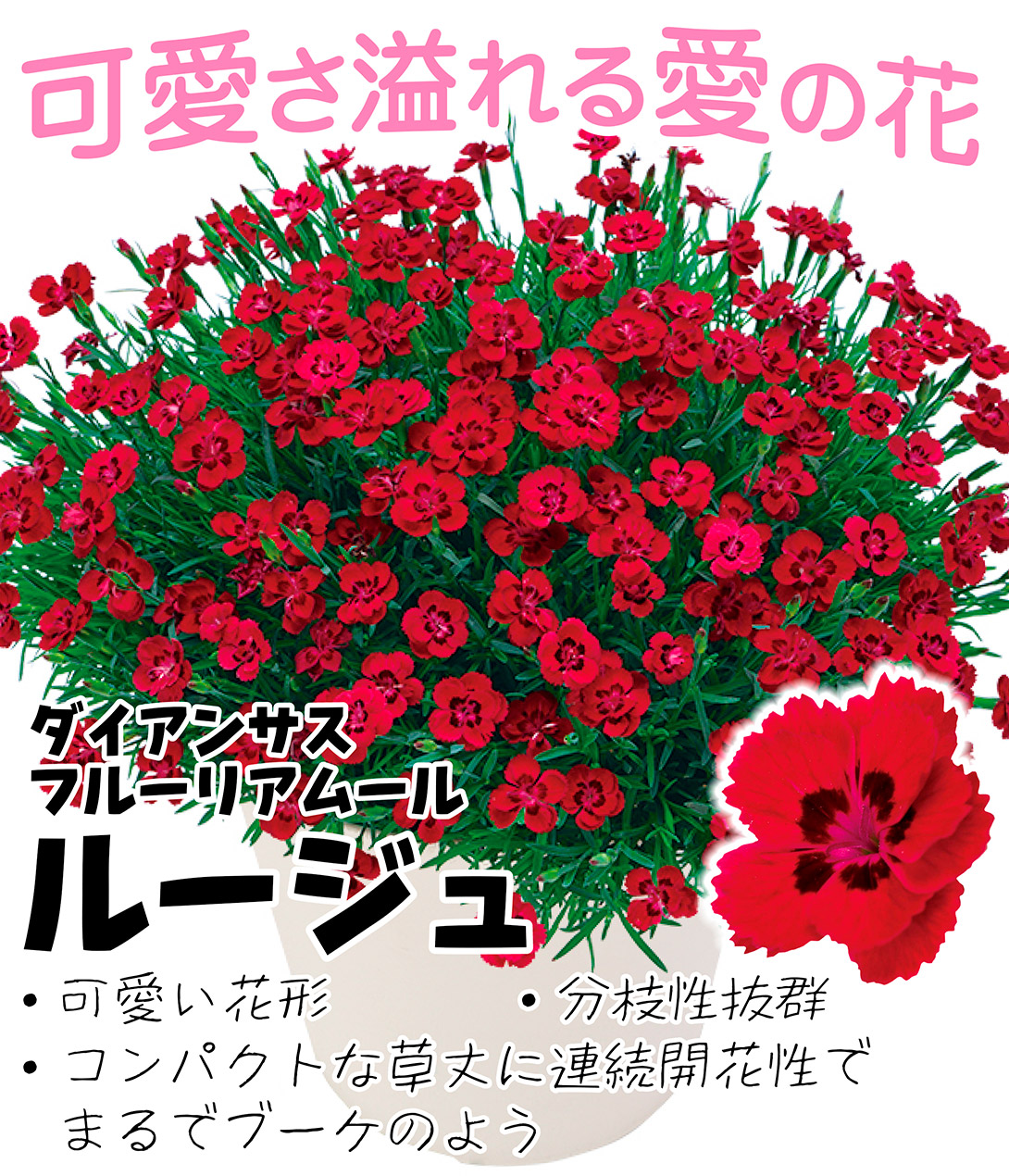 花苗 ダイアンサス フルーリアムール ルージュ