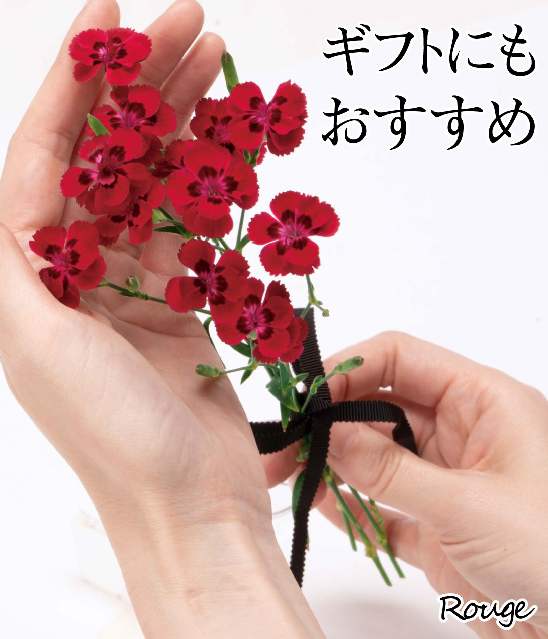 花苗 ダイアンサス フルーリアムール ルージュ