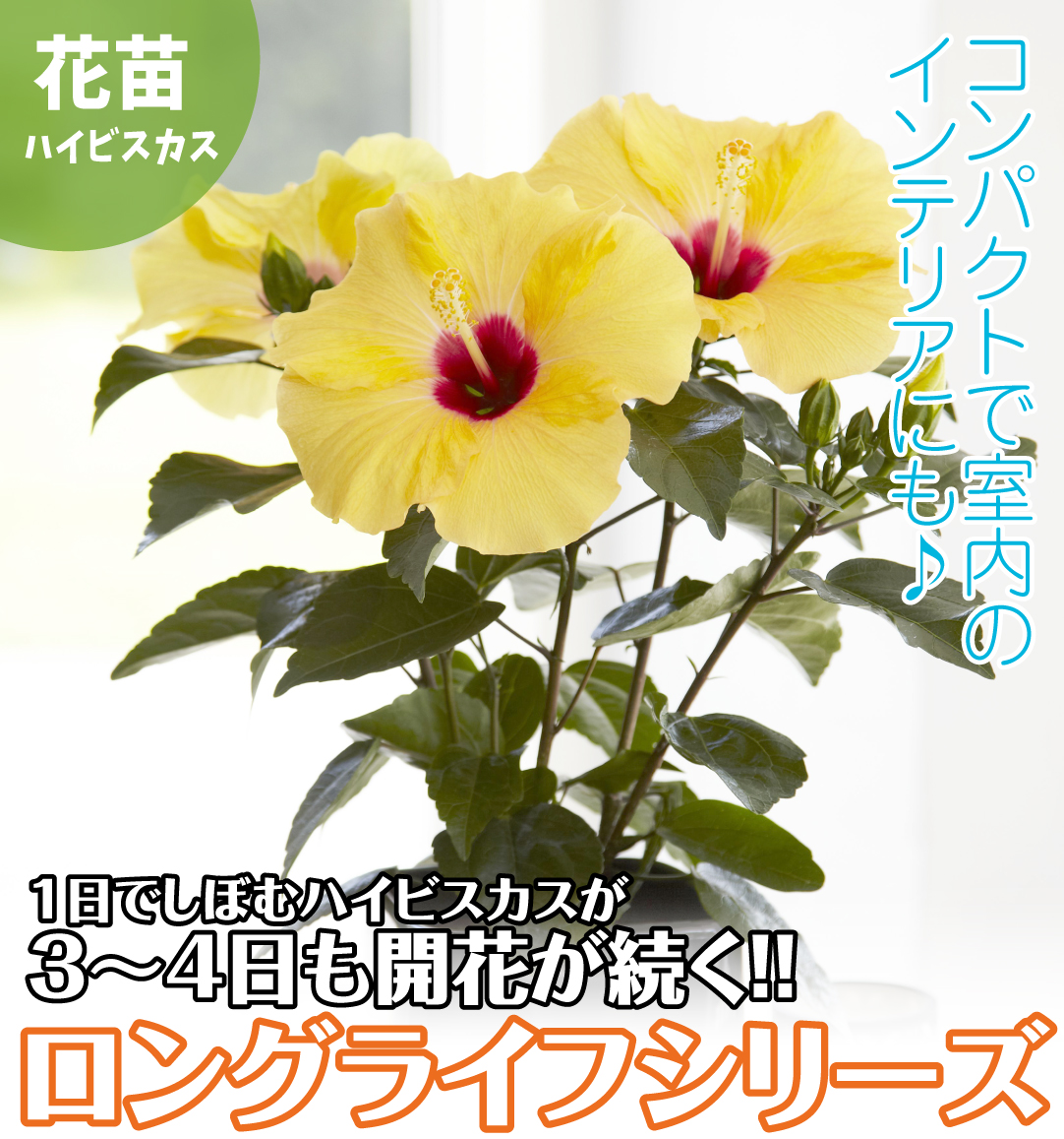 ハイビスカス ロングライフシリーズアドニスイエロー