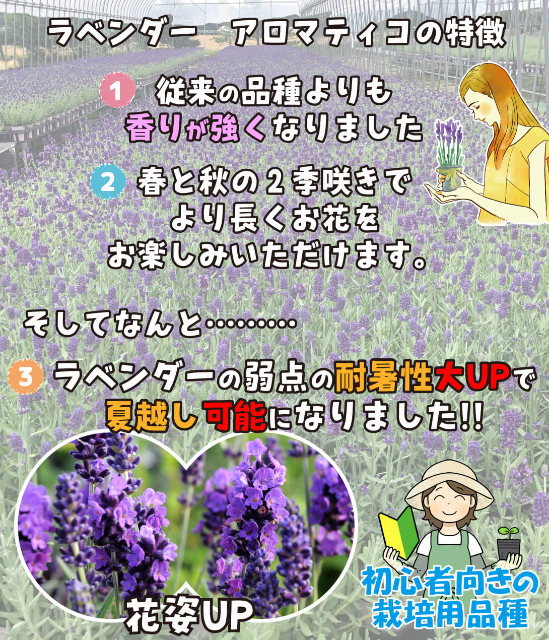 花苗 ラベンダー アロマティコ