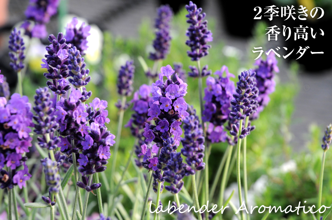 花苗 ラベンダー アロマティコ