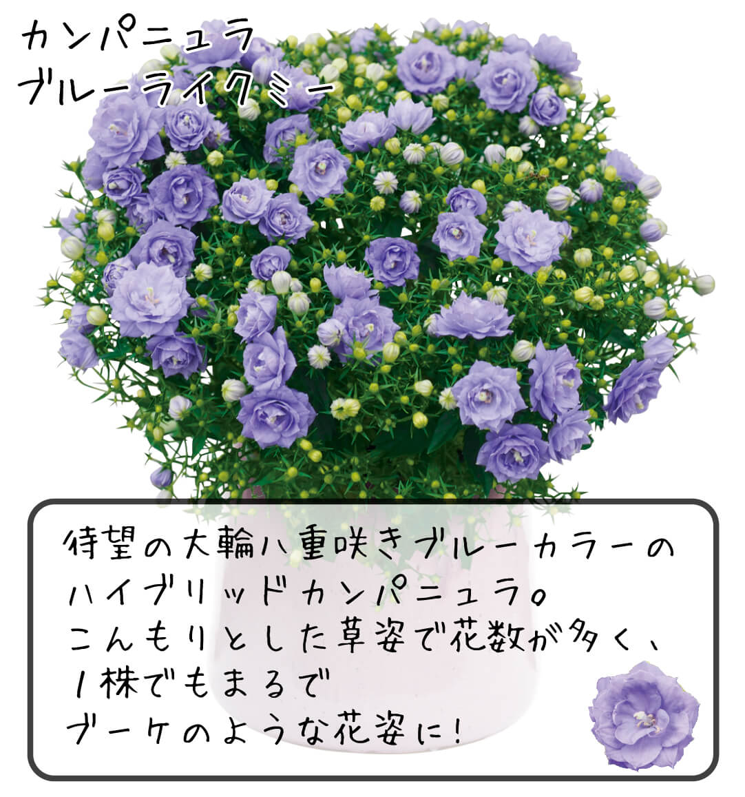 カンパニュラ ブルーライクミー