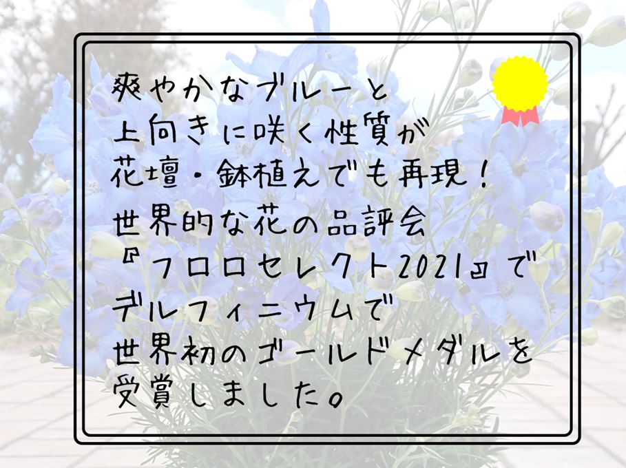デルフィニウム　チアブルー
