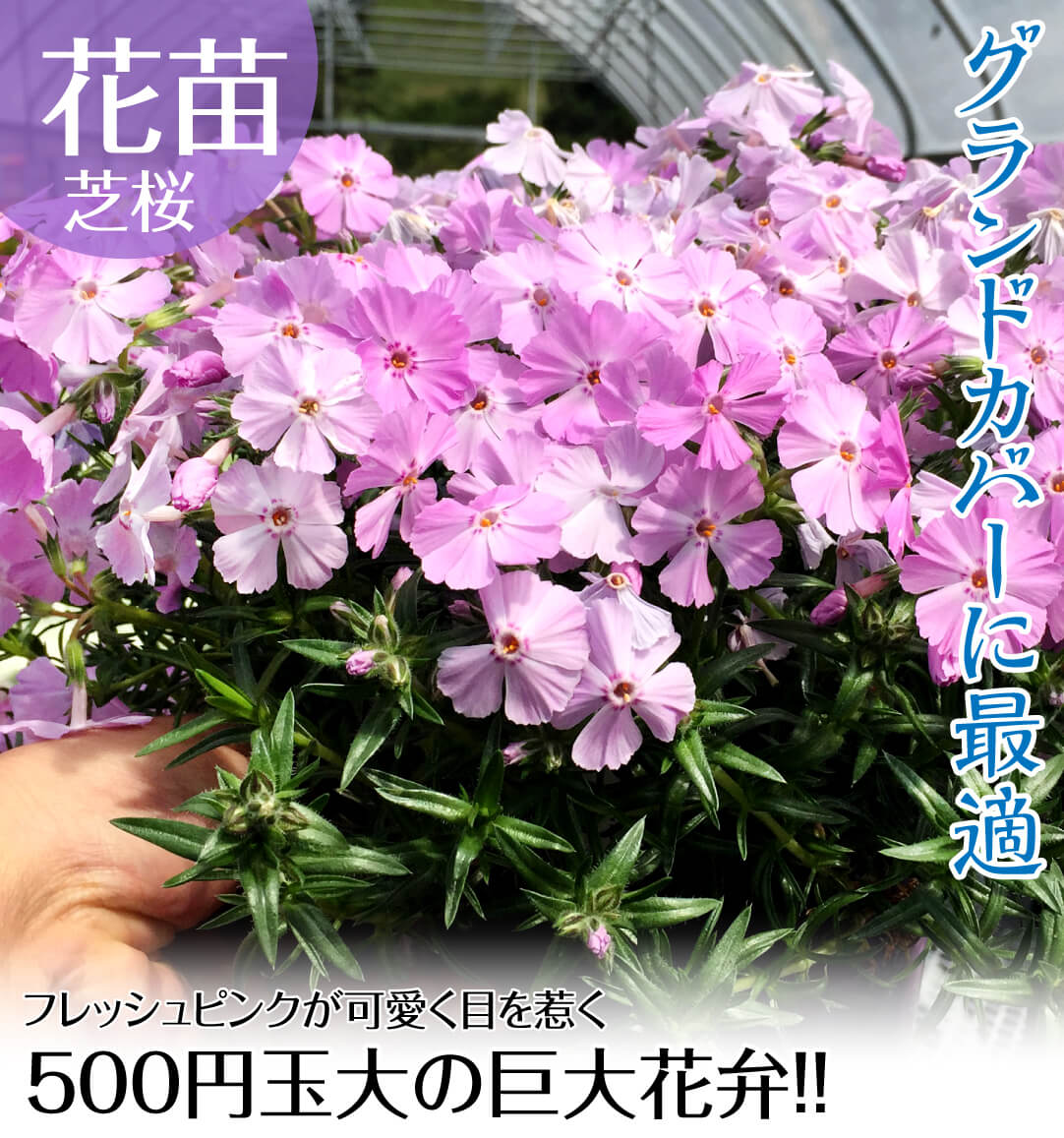 シバザクラ フロックストロット