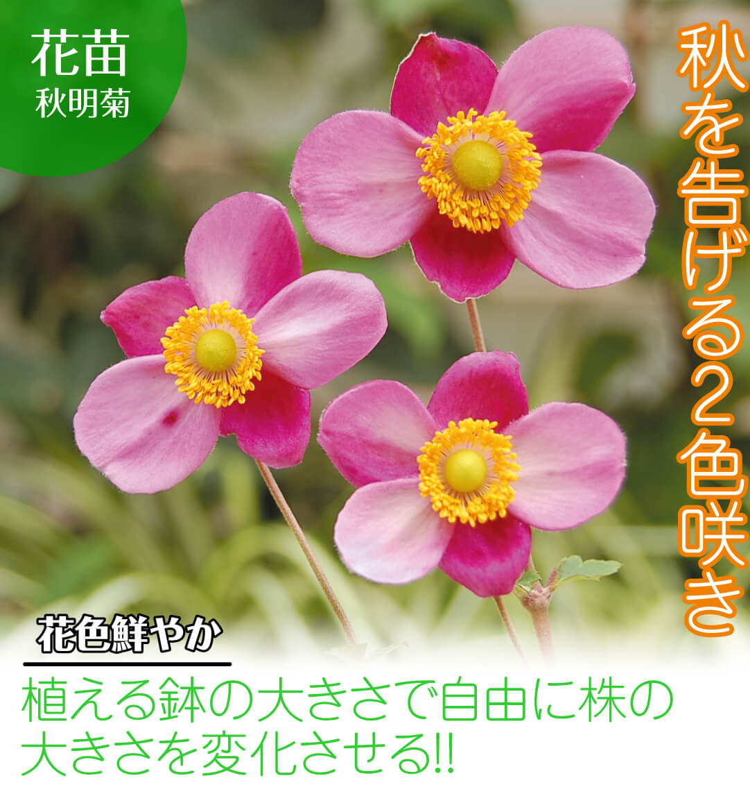 秋明菊 ダイアナ