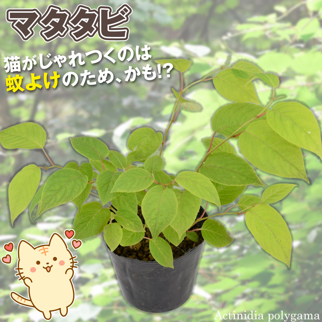マタタビ