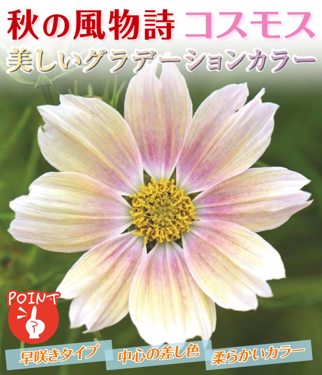 花たね コスモス アプリコットレモネード