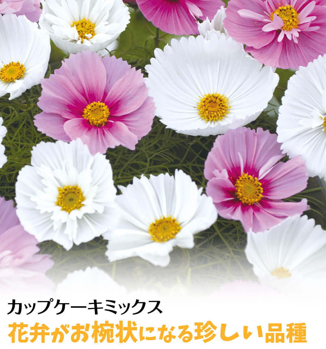 花たね コスモス カップケーキミックス