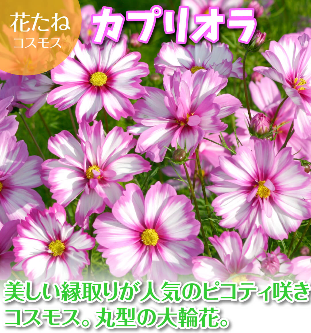 花たね コスモス カプリオラ