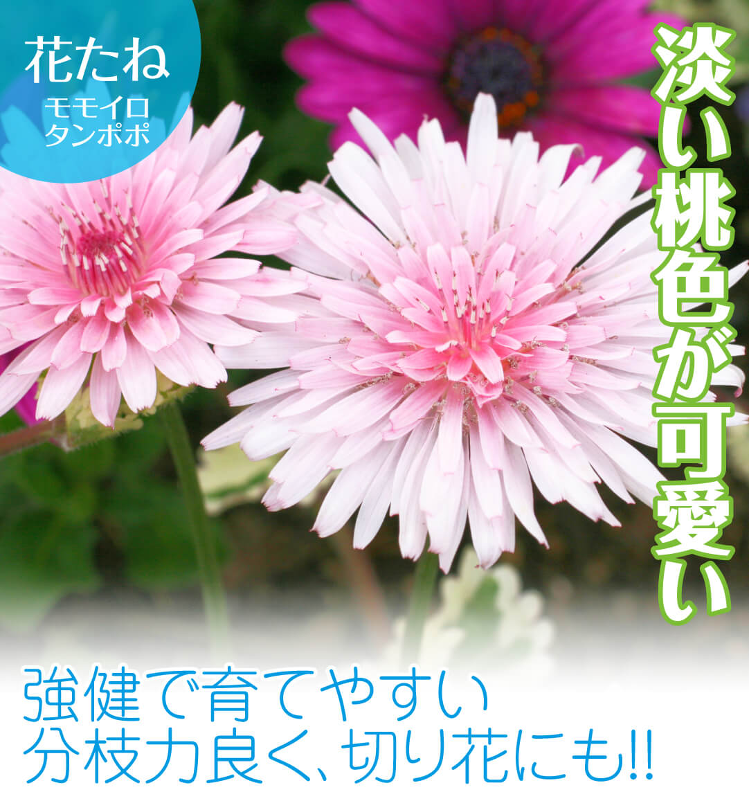 モモイロタンポポ