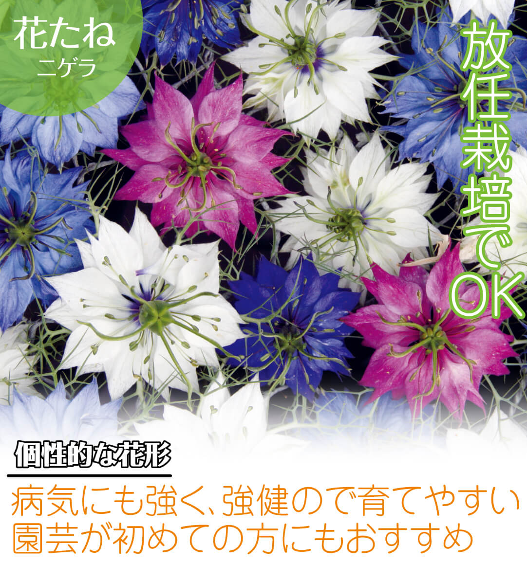 ニゲラ混合