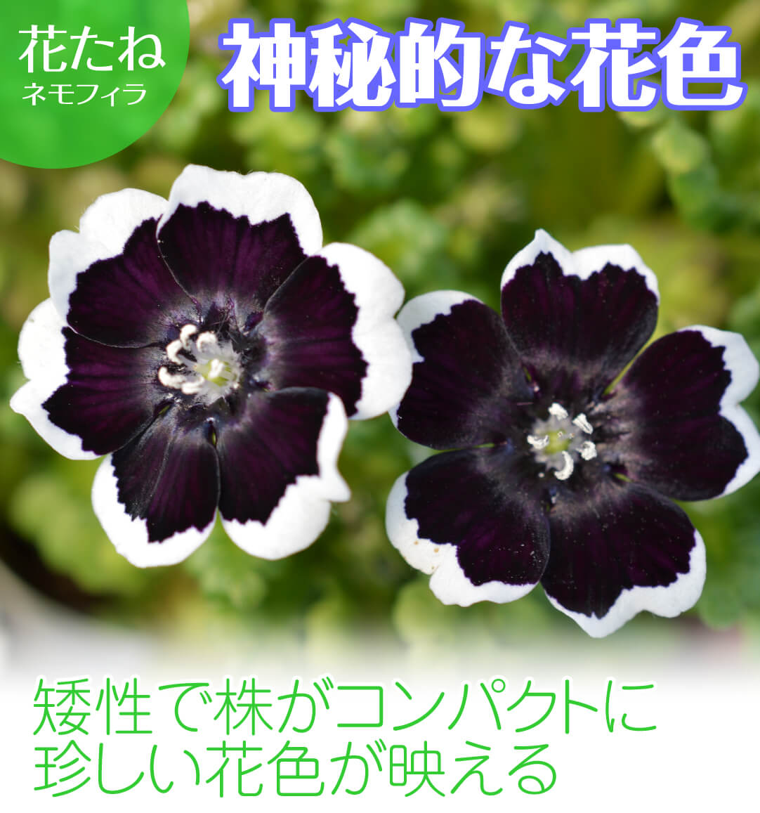 ネモフィラ ペニーブラックミックス