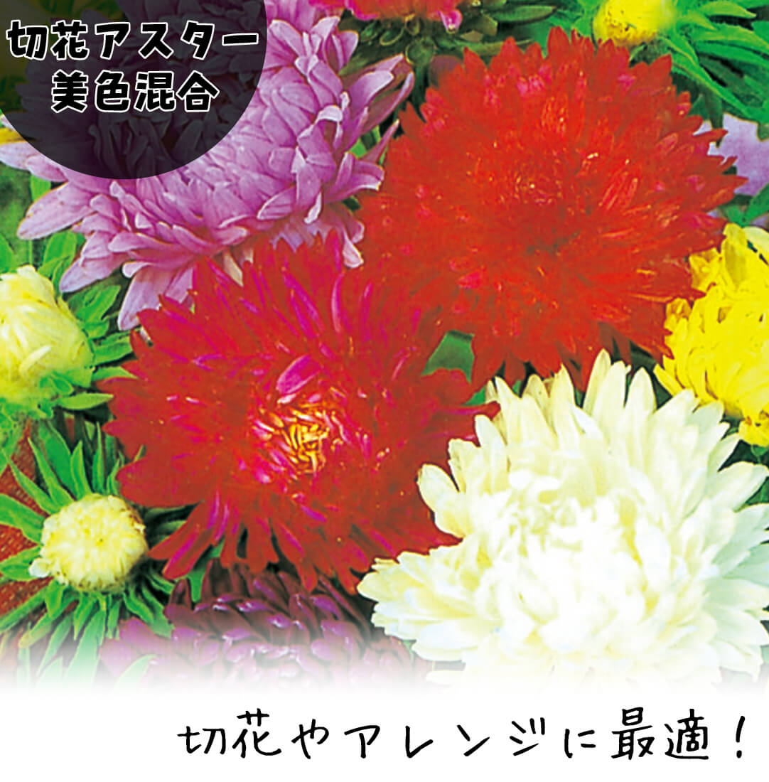 花たね 切花アスター美色混合