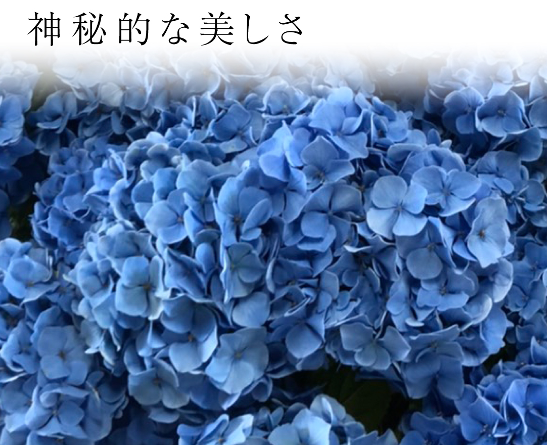 アジサイ ラピスラズリ