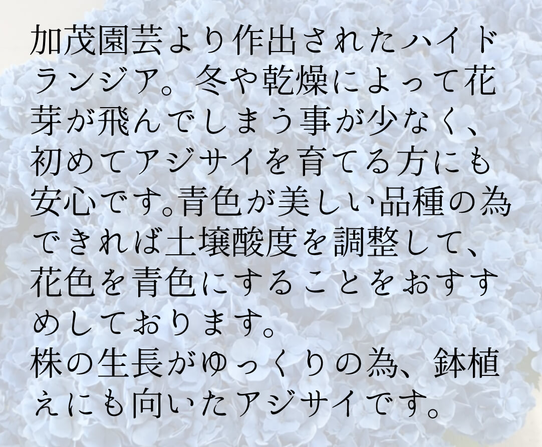 アジサイ ラピスラズリ