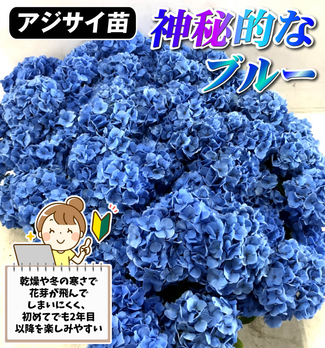 アジサイ ラピスラズリ