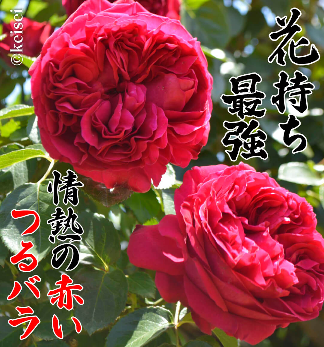 バラ苗 ルージュピエールドゥロンサール