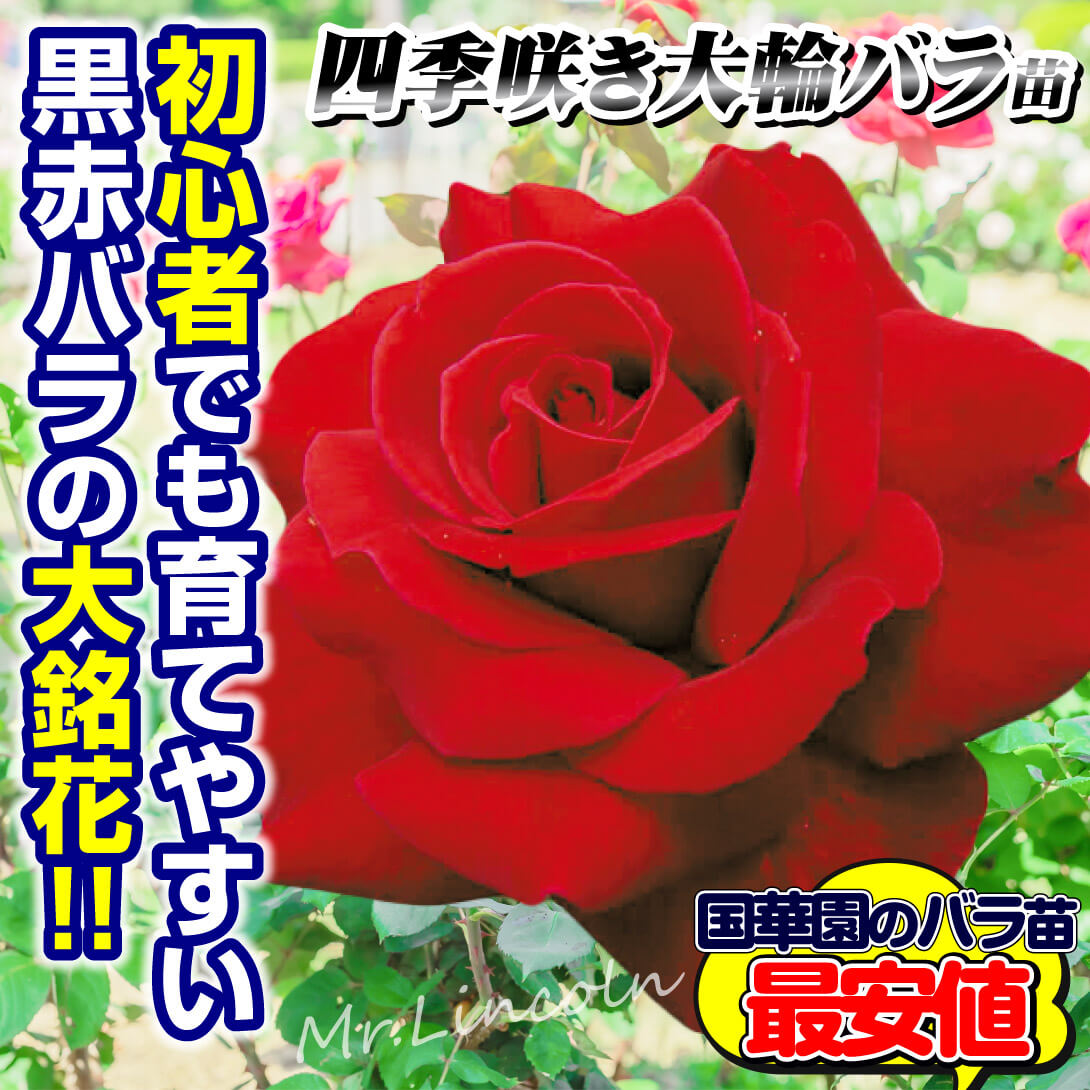 バラ苗 ミスターリンカーン