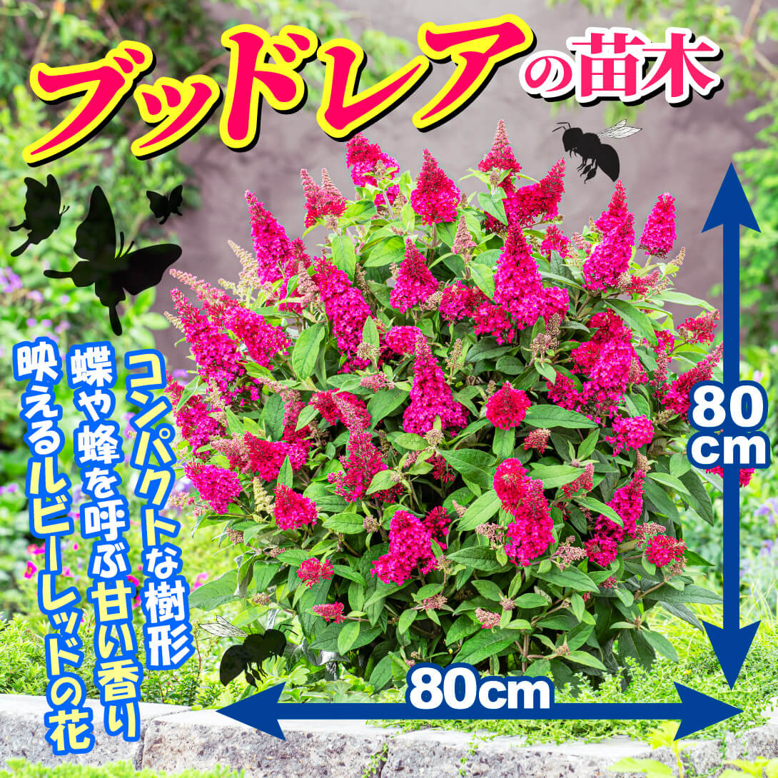 バタフライキャンディ(R) リトルルビー