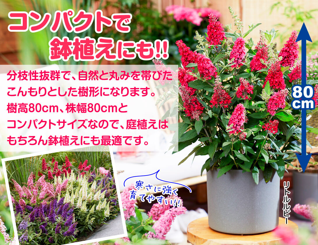 バタフライキャンディー コンパクト