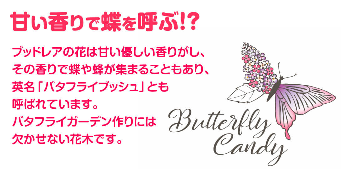 バタフライキャンディー 香り