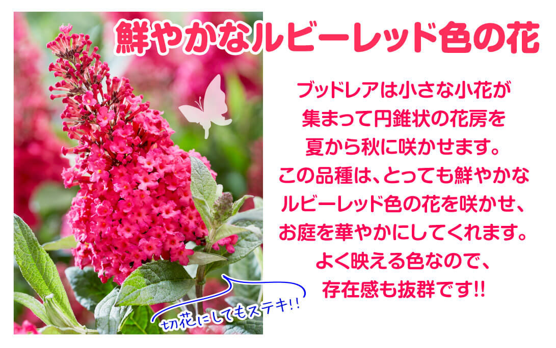 バタフライキャンディ 花