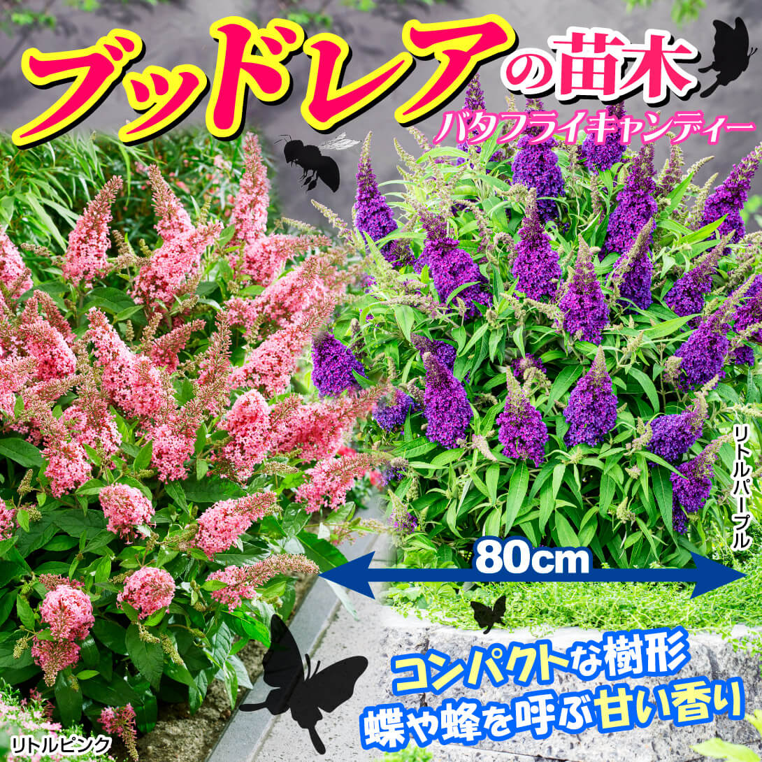 バタフライキャンディー(R) リトルルビー