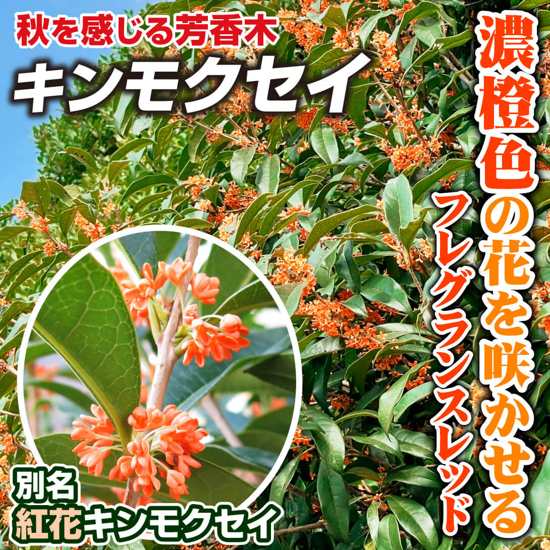 フレグランスレッド
