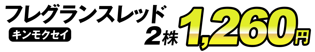 フレグランスレッド2株価格1260円