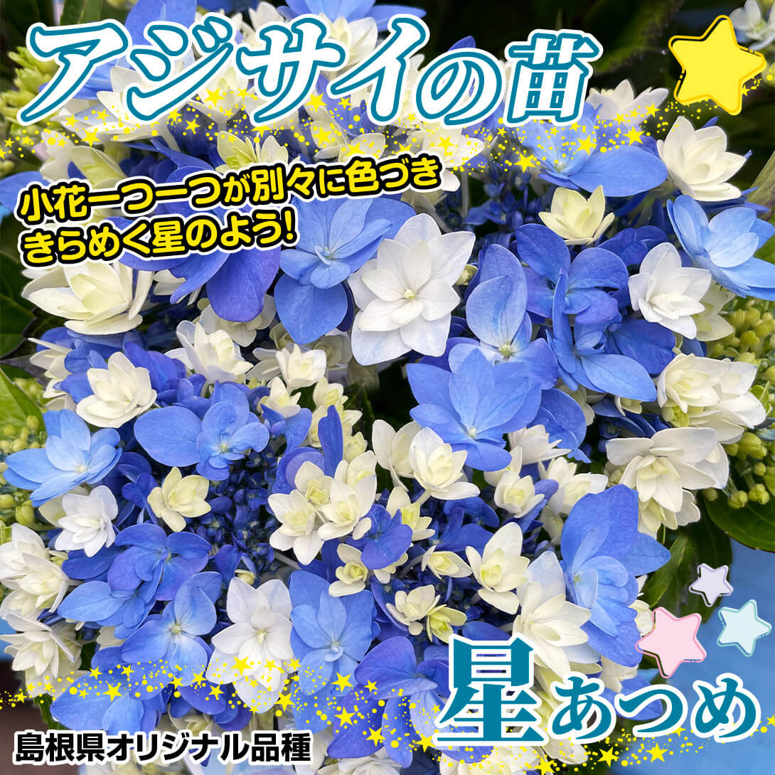 アジサイ苗 星あつめ