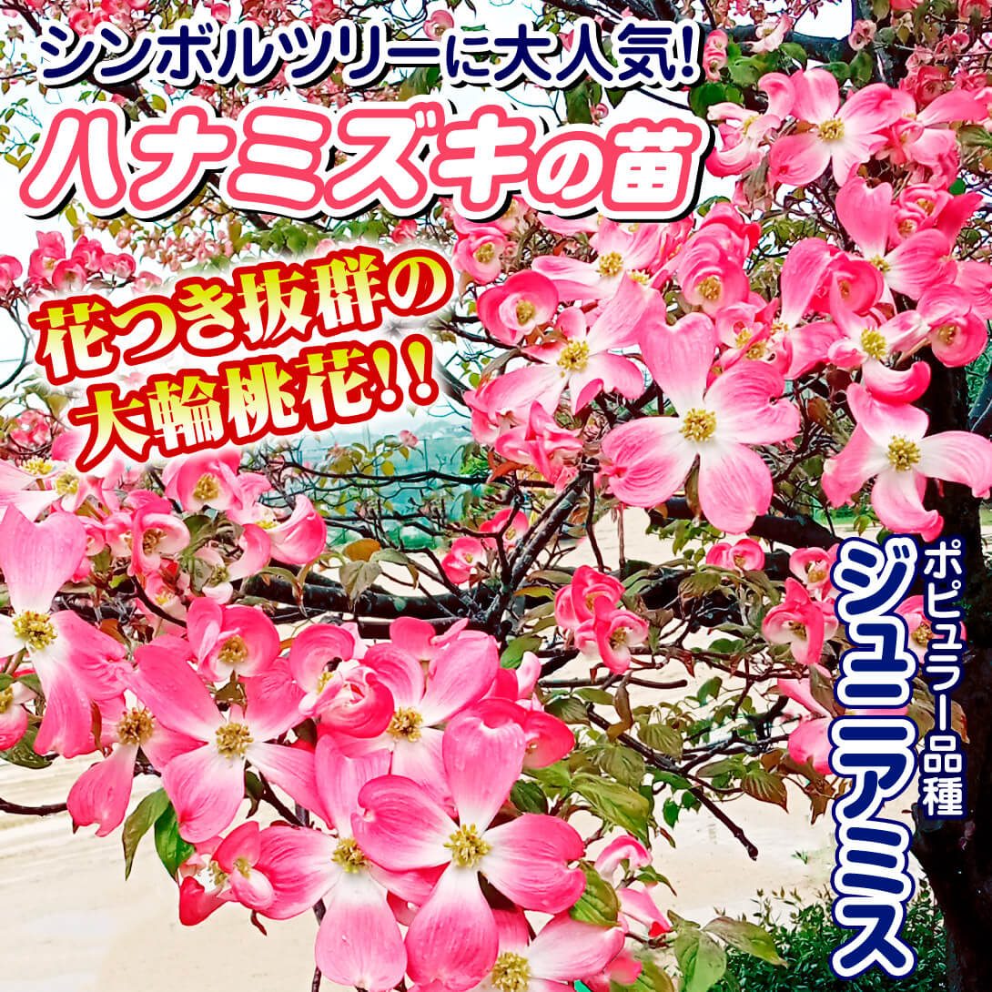 ジュニアミス