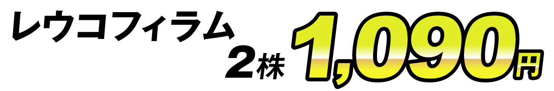 レウコフィラム・価格