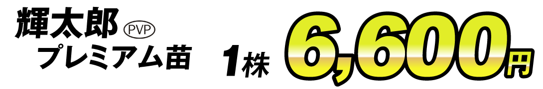 価格6600円