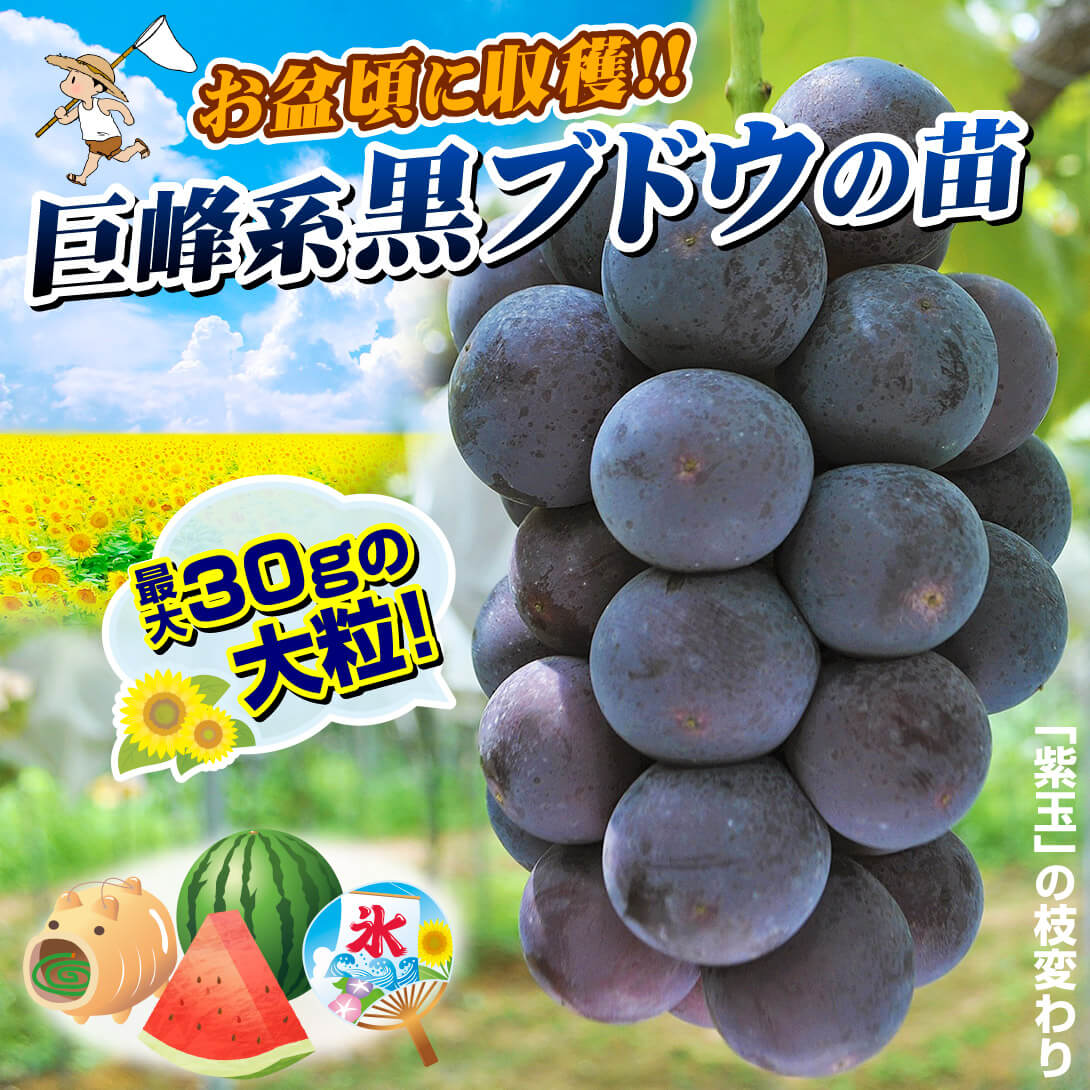 ブドウ苗・みつみね