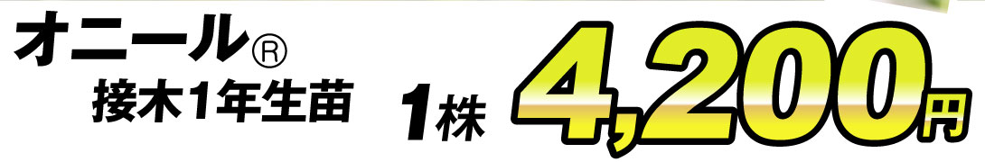 接木オニール4200円
