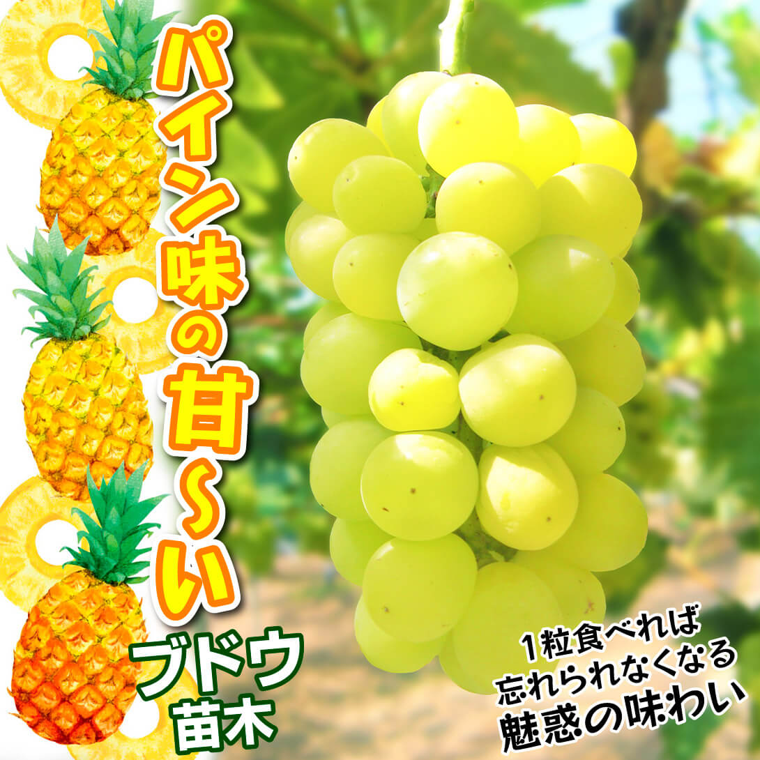 パイングレープ
