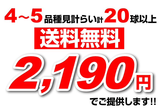 夏植え球根福袋値段