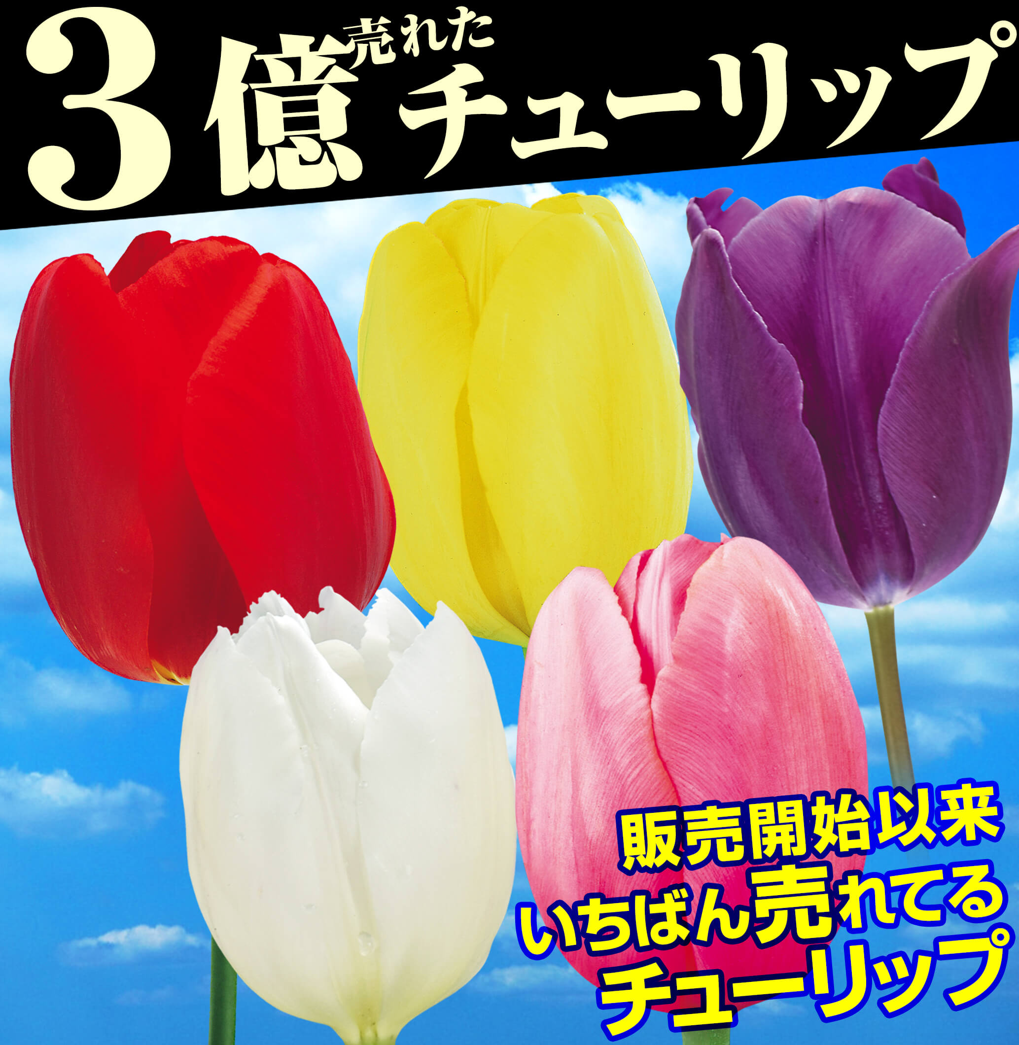 チューリップ 5色50球セット