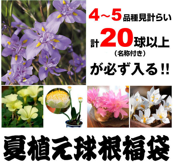 夏植え球根福袋