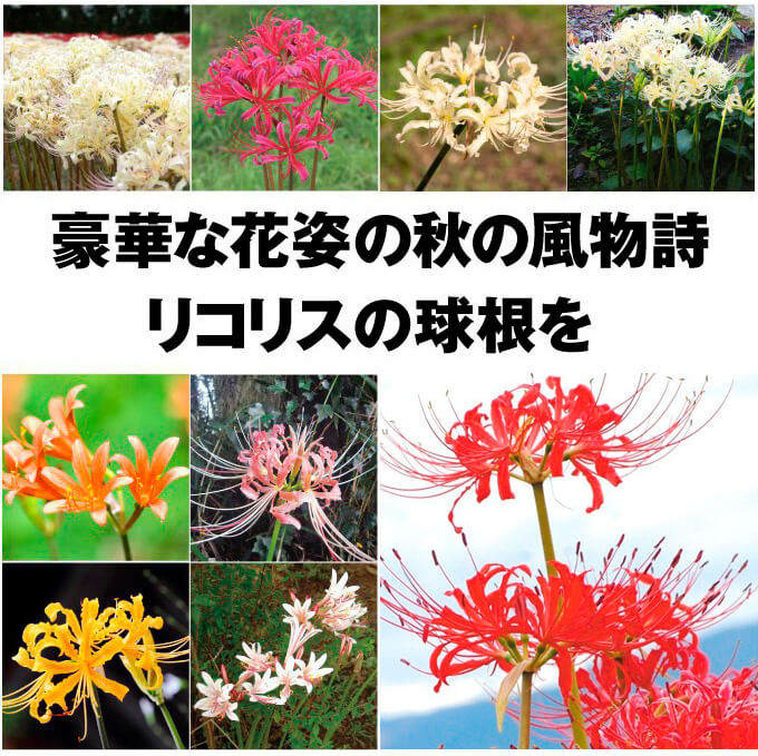 リコリス福袋