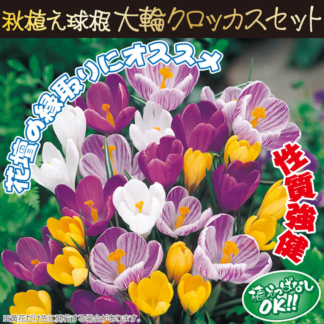 大輪クロッカスセット
