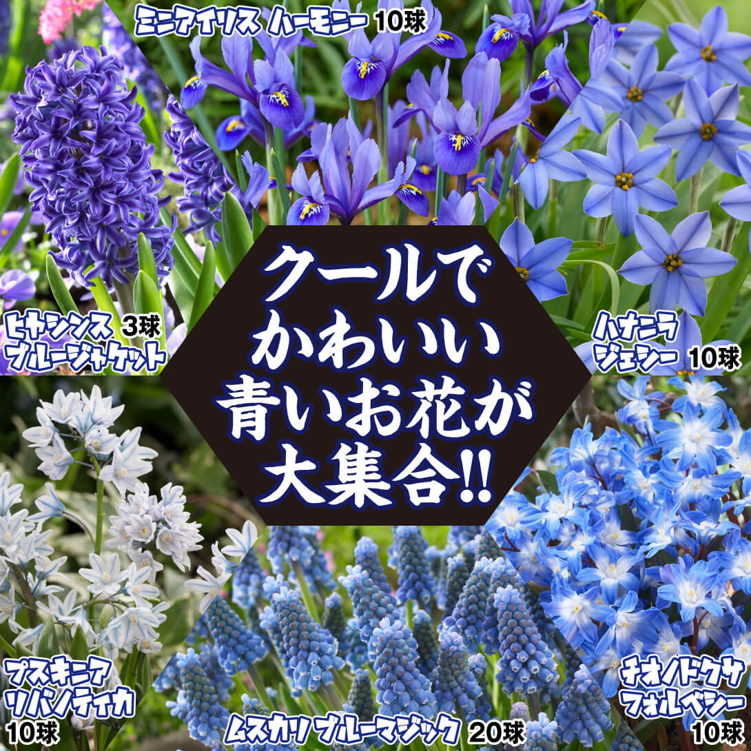 ブルーフラワーセット