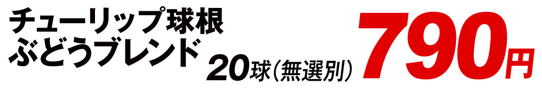 ブレンドチューリップ値段