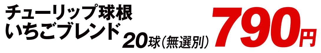 ブレンドチューリップ値段