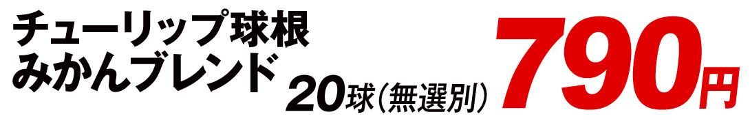 ブレンドチューリップ値段
