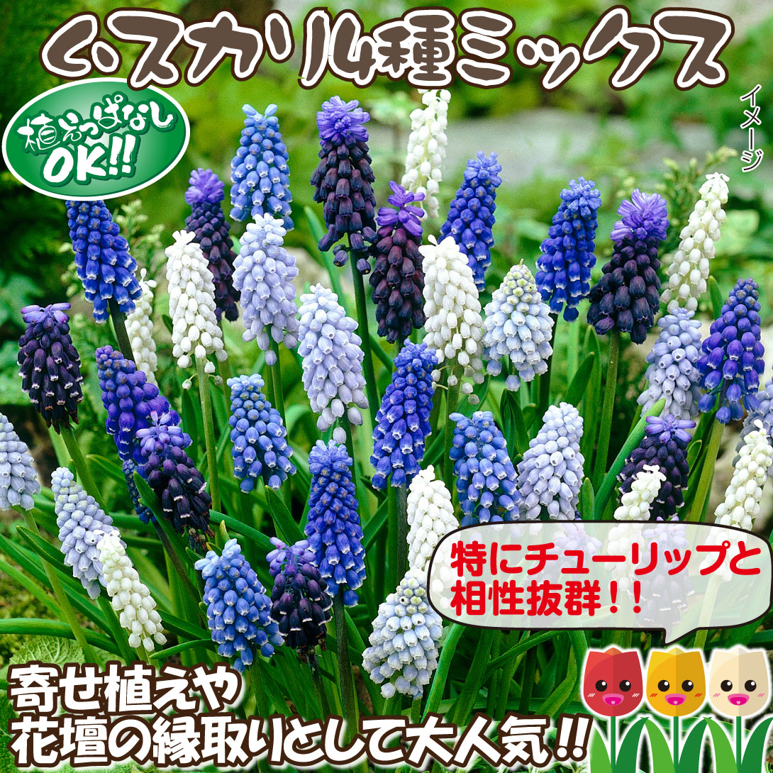 ムスカリ4種ミックス