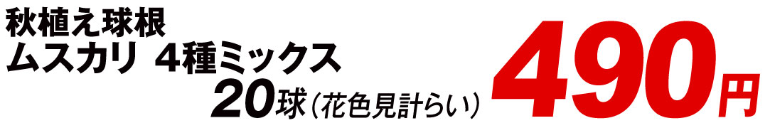 ムスカリ4種ミックス 20球 490円